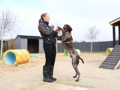 Hunter | Pointer (German Shorthaired) | Shoreham (Sussex) - 3