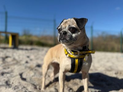 Bubbles | Pug Cross | West Calder (Edinburgh) - 1