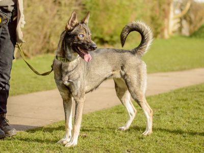Skippy | German Shepherd Dog Cross | Kenilworth (West Midlands) - 3