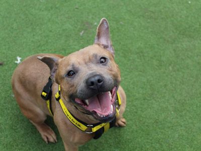 Ivy | Terrier (Staffordshire Bull) Cross | Glasgow - 3
