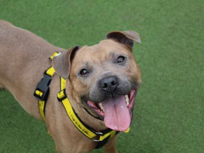 Ivy | Terrier (Staffordshire Bull) Cross | Glasgow - 1