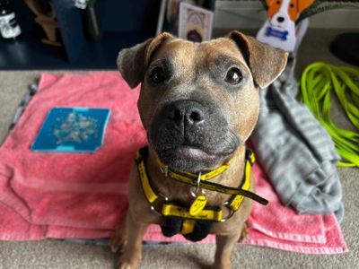 Ivy | Terrier (Staffordshire Bull) Cross | Glasgow - 5