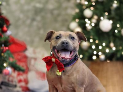 Ivy | Terrier (Staffordshire Bull) Cross | Glasgow - 5
