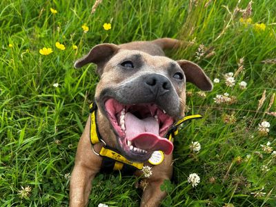 Ivy | Terrier (Staffordshire Bull) Cross | Glasgow - 3