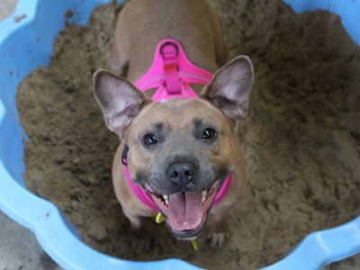 Ivy | Terrier (Staffordshire Bull) Cross | Glasgow - 5