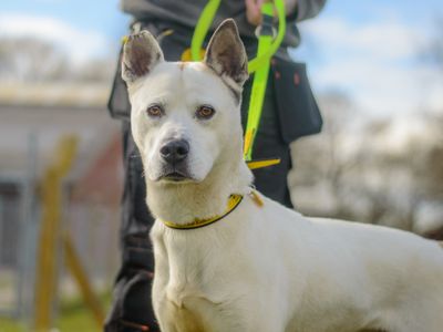 Lennon | Siberian Husky Cross | Kenilworth (West Midlands) - 5