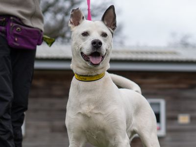 Lennon | Siberian Husky Cross | Kenilworth (West Midlands) - 3