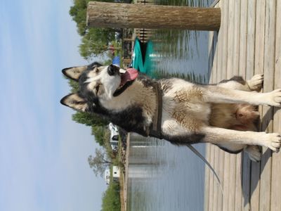 Shadow | Siberian Husky | Cumbria rehoming - 2