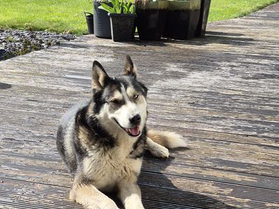 Shadow | Siberian Husky | Cumbria rehoming - 1