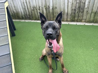 Coco | Italian Corso Dog Cross | Cardiff - 5