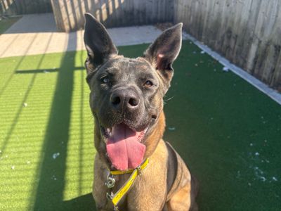Coco | Italian Corso Dog Cross | Cardiff - 3