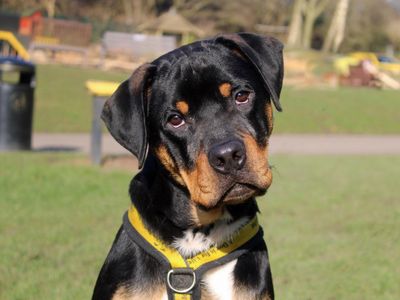 Clifford | Rottweiler Cross | Merseyside (Liverpool) - 3