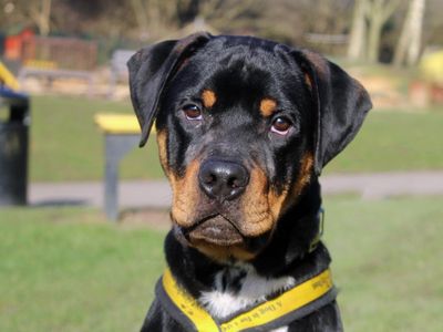 Clifford | Rottweiler Cross | Merseyside (Liverpool) - 1