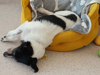 Katie | Terrier (Jack Russell) | Ilfracombe - 5