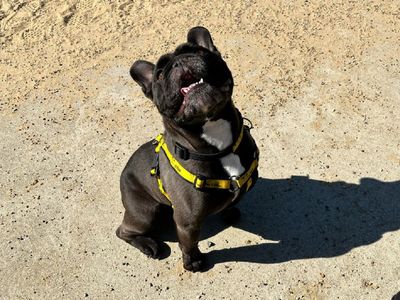 Frankie | French Bulldog Cross | Canterbury - 3