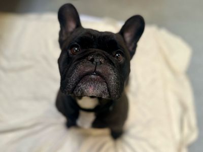Frankie | French Bulldog Cross | Canterbury - 5