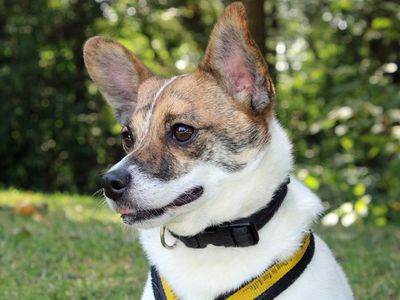 Pickles | Terrier (Jack Russell) Cross | Merseyside (Liverpool) - 2