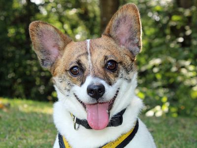 Pickles | Terrier (Jack Russell) Cross | Merseyside (Liverpool) - 1