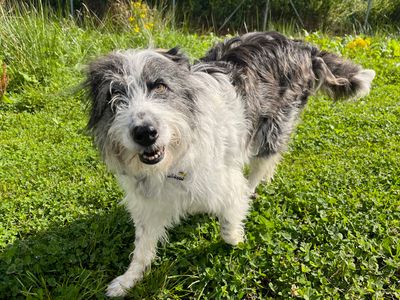 Ella | Crossbreed | Ballymena (Northern Ireland) - 3