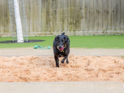 Oscar | Terrier (Patterdale) | Evesham (Worcestershire) - 5