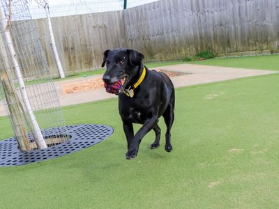 Oscar | Terrier (Patterdale) | Evesham (Worcestershire) - 3