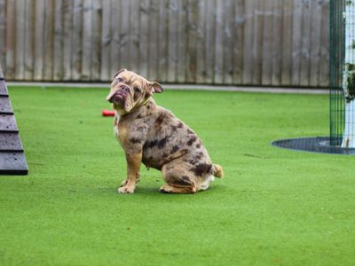 Fifi | Bulldog | Manchester - 3