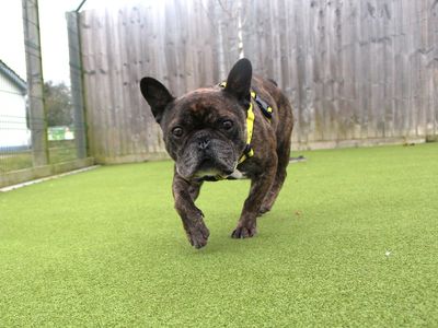 Bernard | French Bulldog | Evesham (Worcestershire) - 3