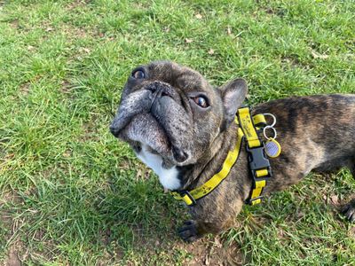 Bernard | French Bulldog | Evesham (Worcestershire) - 5