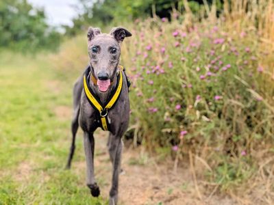 Wonder | Greyhound | Cardiff - 3