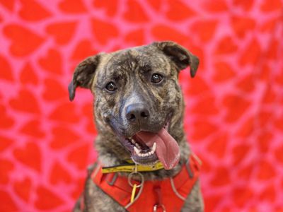 Brody | Terrier (Staffordshire Bull) Cross | Glasgow - 3