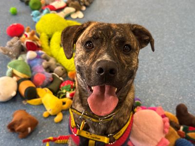 Brody | Terrier (Staffordshire Bull) Cross | Glasgow - 3