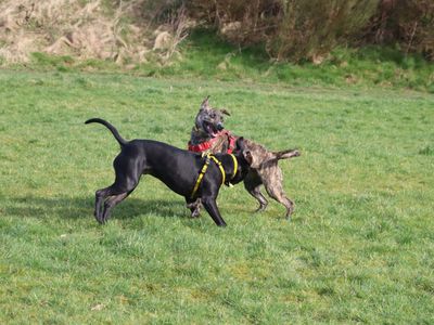 Brody | Terrier (Staffordshire Bull) Cross | Glasgow - 5