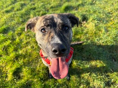 Brody | Terrier (Staffordshire Bull) Cross | Glasgow - 5