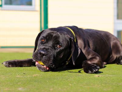 Juliet | Italian Corso Dog | Manchester - 3