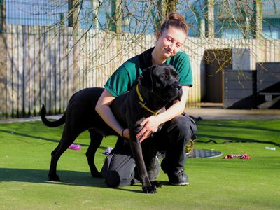 Juliet | Italian Corso Dog | Manchester - 2