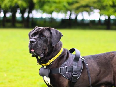 Juliet | Italian Corso Dog | Manchester - 3
