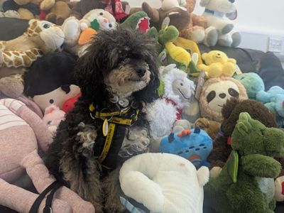 Tuppence | Poodle (Toy) | Ballymena (Northern Ireland) - 3