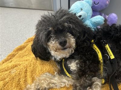 Tuppence | Poodle (Toy) | Ballymena (Northern Ireland) - 2