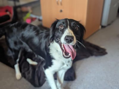 Bella | Spaniel (Cavalier King Charles) Cross | Bridgend (Wales) - 3
