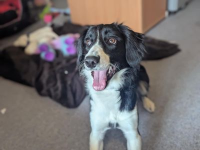Bella | Spaniel (Cavalier King Charles) Cross | Bridgend (Wales) - 5