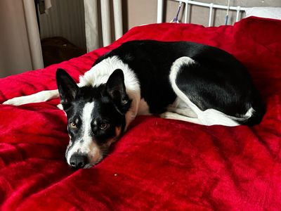 Troy | Collie (Border) | Loughborough - 3