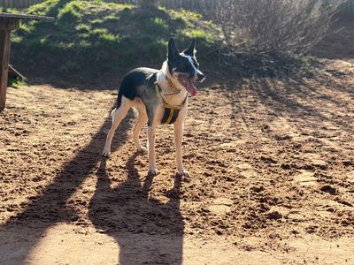 Troy | Collie (Border) | Loughborough - 3