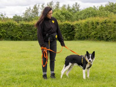 Troy | Collie (Border) | Loughborough - 5