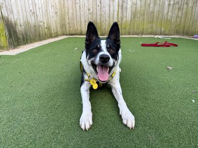 Troy | Collie (Border) | Loughborough - 5