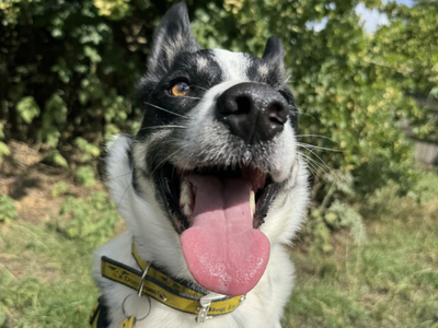 Troy | Collie (Border) | Loughborough - 3