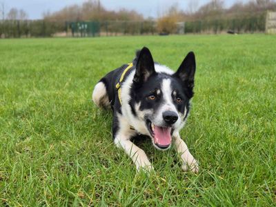 Troy | Collie (Border) | Loughborough - 3