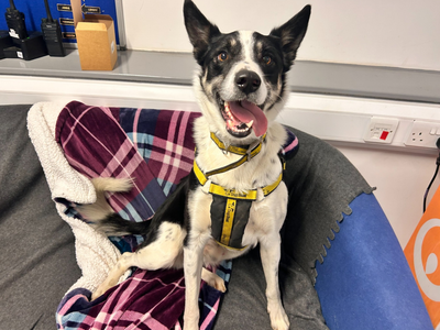 Troy | Collie (Border) | Loughborough - 5