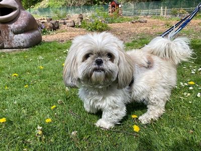 Bella | Shih Tzu | Merseyside (Liverpool) - 3