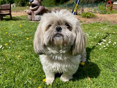 Bella | Shih Tzu | Merseyside (Liverpool) - 2