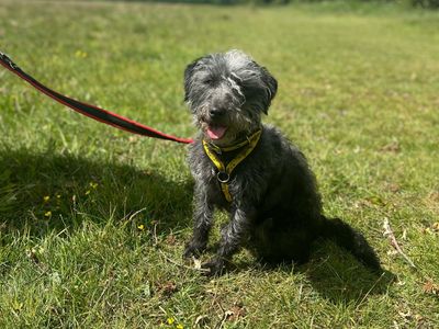 Bunny | Terrier (Bedlington) Cross | Shrewsbury (Shropshire) - 2